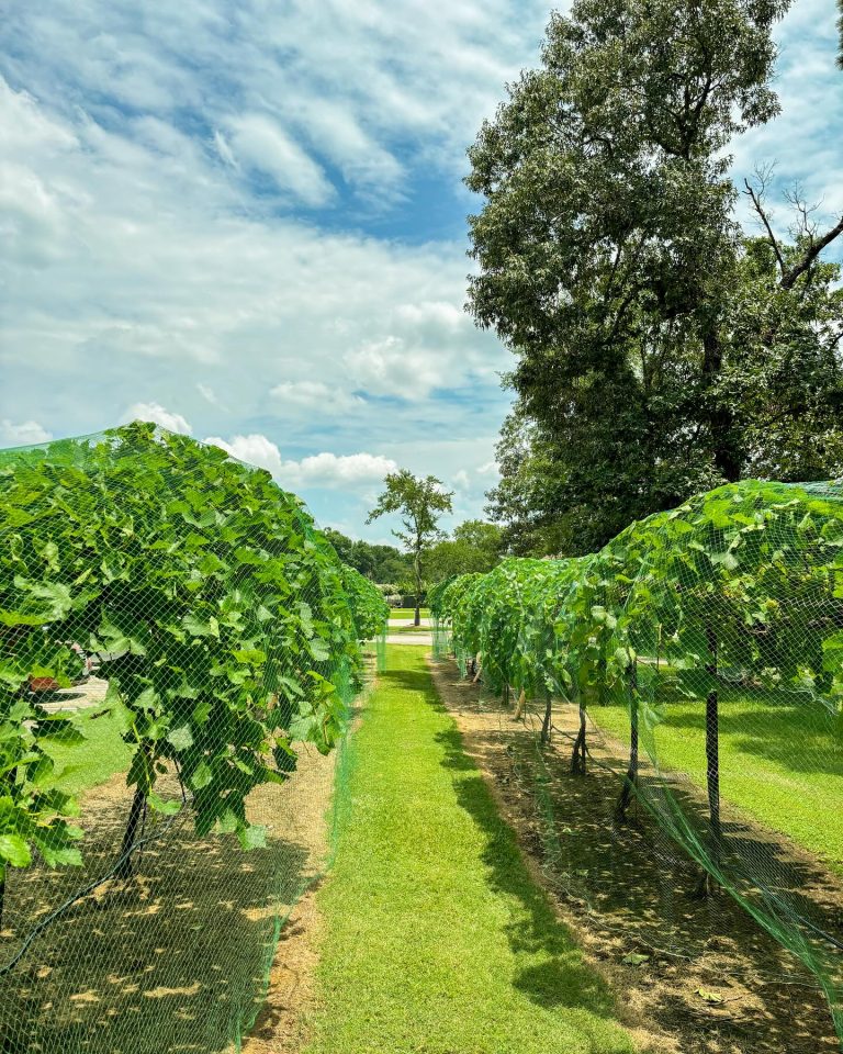 448138259 18435569887030537 5715886067018040026 n 768x960